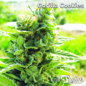 Gorilla Cookies